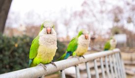 ¿Cuántas especies invasoras hay en tu ciudad? Más de la mitad de la población no sabe nombrar ninguna