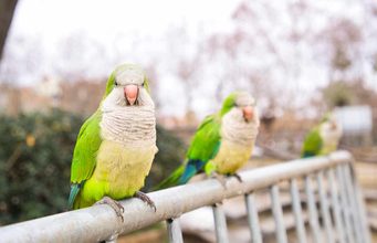 ¿Cuántas especies invasoras hay en tu ciudad? Más de la mitad de la población no sabe nombrar ninguna