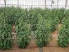 Airear el suelo con nanoburbujas de oxígeno, la técnica para curar superficies agrícolas necesitadas
