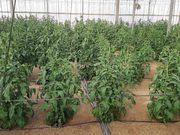 Airear el suelo con nanoburbujas de oxígeno, la técnica para curar superficies agrícolas necesitadas
