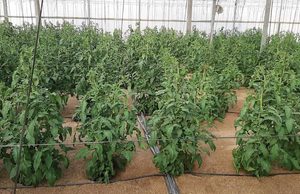 Airear el suelo con nanoburbujas de oxígeno, la técnica para curar superficies agrícolas necesitadas