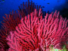 Zonas del Mediterráneo pierden hasta el 80% de sus bosques submarinos por el calentamiento del agua