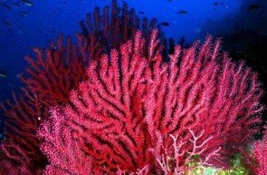 Zonas del Mediterráneo pierden hasta el 80% de sus bosques submarinos por el calentamiento del agua