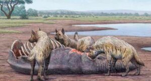 Cuestionan el origen de los cilindros óseos aparecidos en yacimientos: no solo los producen las hienas