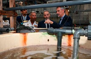 La UMU investiga cómo mejorar el bienestar de doradas y lubinas en un laboratorio de referencia