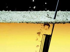 Levaduras: los microorganismos que fermentan nuestros alimentos y pueden revolucionar su producción