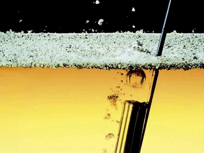 Levaduras: los microorganismos que fermentan nuestros alimentos y pueden revolucionar su producción