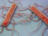 Guerra de precisión contra la listeria: consiguen predecir cómo crecerá la bacteria en los alimentos