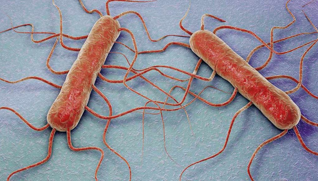 Guerra de precisión contra la listeria: consiguen predecir cómo crecerá la bacteria en los alimentos