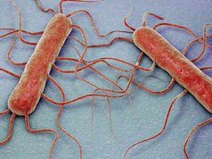 Guerra de precisión contra la listeria: consiguen predecir cómo crecerá la bacteria en los alimentos