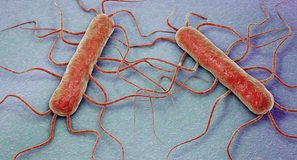 Guerra de precisión contra la listeria: consiguen predecir cómo crecerá la bacteria en los alimentos