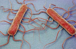 Guerra de precisión contra la listeria: consiguen predecir cómo crecerá la bacteria en los alimentos