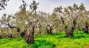 El CSIC impulsa cuatro empresas que innovan en salud, alimentación y agricultura