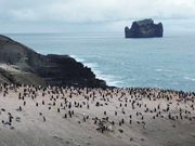 Los pingüinos de la Antártida esconden una inesperada fuente de metano