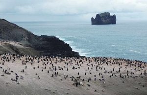 Los pingüinos de la Antártida esconden una inesperada fuente de metano