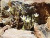 Drama ecológico en las cumbres más altas: se aceleran las extinciones de plantas de alta montañas europeas