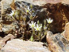 Drama ecológico en las cumbres más altas: se aceleran las extinciones de plantas de alta montañas europeas