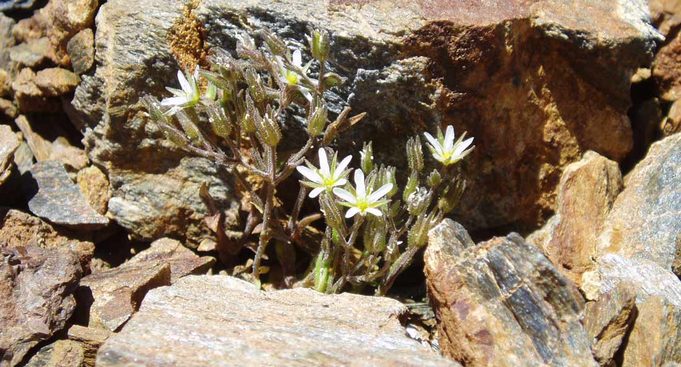 Drama ecológico en las cumbres más altas: se aceleran las extinciones de plantas de alta montañas europeas