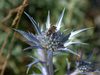 El clima pesa más que la latitud en las relaciones entre plantas y polinizadores