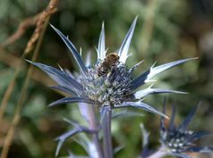 El clima pesa más que la latitud en las relaciones entre plantas y polinizadores