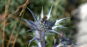 El clima pesa más que la latitud en las relaciones entre plantas y polinizadores