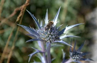 El clima pesa más que la latitud en las relaciones entre plantas y polinizadores
