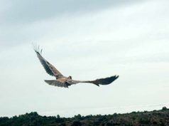 Liberan dos águilas imperiales ibéricas en Almería para favorecer la expansión de la especie