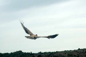 Liberan dos águilas imperiales ibéricas en Almería para favorecer la expansión de la especie