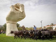 Los rebaños vuelven al campus de la Universidad de Alicante para recordar la transhumancia