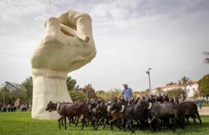 Los rebaños vuelven al campus de la Universidad de Alicante para recordar la transhumancia