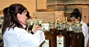 Un taller para aprender a degustar aceite puro de oliva en Ammán