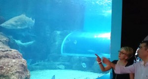 El Aquarium de Roquetas estrena temporada con meros de 10 años como nuevos inquilinos