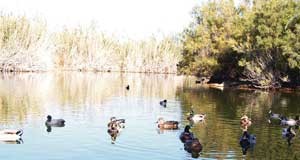 Punta Entinas, un oasis entre plásticos