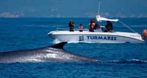 Un curso analiza la presencia de orcas en aguas del Estrecho