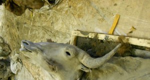 Bisontes prehistóricos, fuente excepcional de omega-3