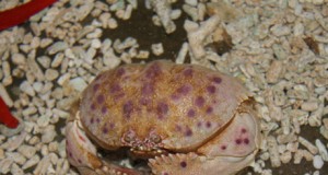 El Aquarium de Roquetas tiene nuevos inquilinos mediterráneos