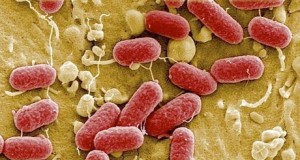 Nuevos antibióticos desarrollados en la UGR permitirán luchar contra la E.coli