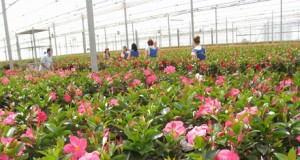 Holanda adquiere el 100% de la flor cortada producida en Almería