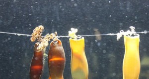 El Aquarium de Roquetas abre la campaña de verano con dos nuevos tanques con pulpos y tiburones
