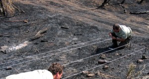 Sólo el 3,77% de los incendios se debe a causas naturales