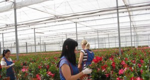 Se incrementan en un 15% las exportaciones de plantas vivas y flores de Almería