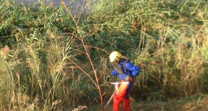 Limpiados unos mil metros de cañas y carrizos en el río Antas