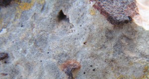 Los líquenes, habitantes minúsculos de Cabo de Gata