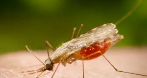 Expertos analizan la realidad de la malaria y el sida en el tercer mundo