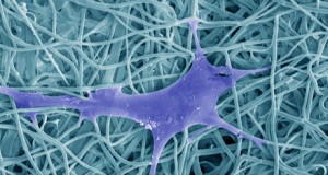 Las nuevas fábricas de tejidos humanos