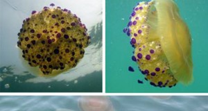 Los inviernos cálidos favorecen la invasión de medusas en verano