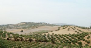 La UNIA organiza tres cursos sobre olivar en Portugal