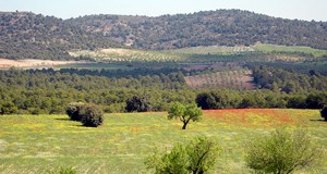 Un concurso de fotografía sobre la flor del almendro promocionará la comarca de Oria