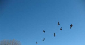 Las palomas sobrevolarán Níjar en la Suelta de Acoplamiento de Columbicultura