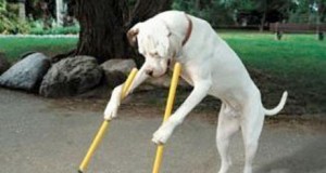 Perros mal educados o dueños incívicos